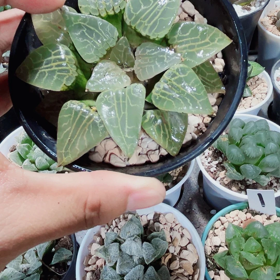 母本水晶康平特价处理