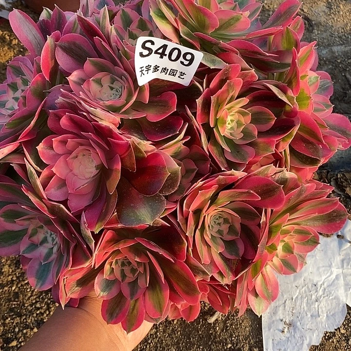 多肉植物女巫409多肉