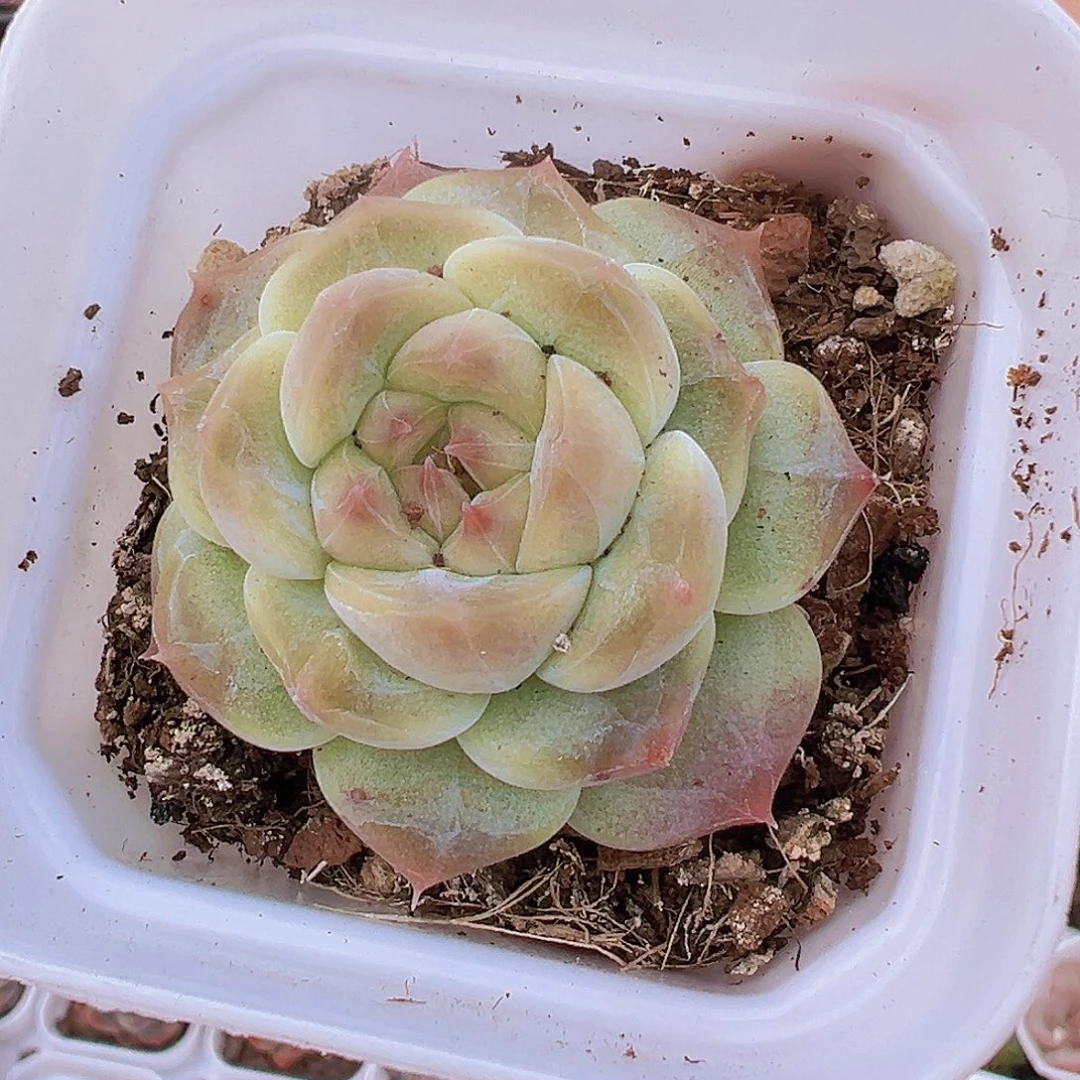 冰雪绒19包邮多肉植物