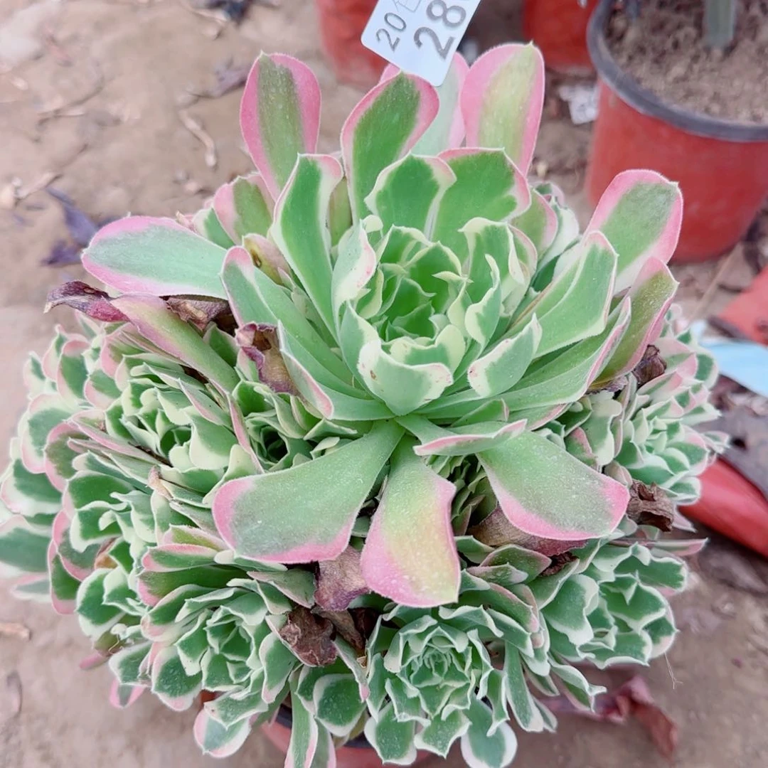 雨花石286满20包邮断枝不包