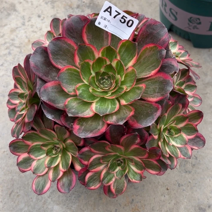 750纳福20厘米左右多肉