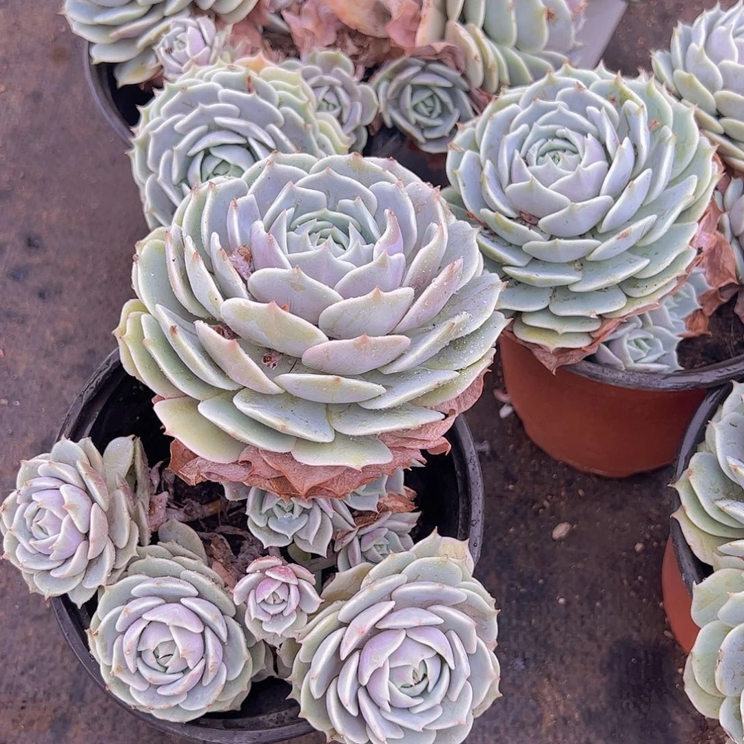 多头群生露娜莲一盆