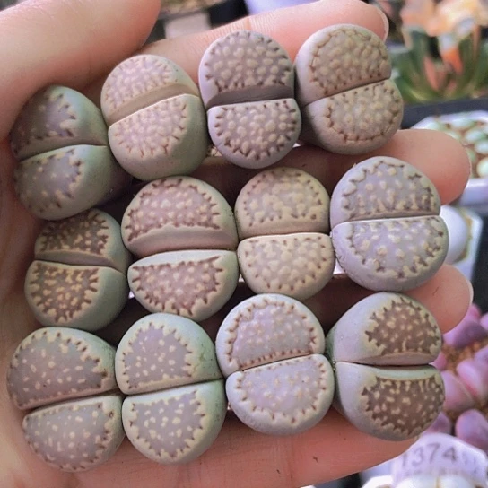 无花朵1415，2厘米左右