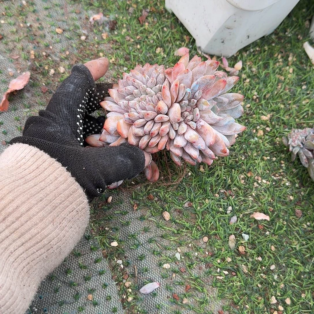 叶插星影缀化呀呀