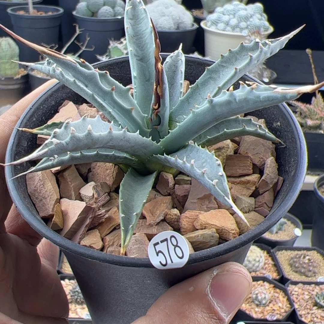 曲刺妖炎龙舌兰一物一拍578