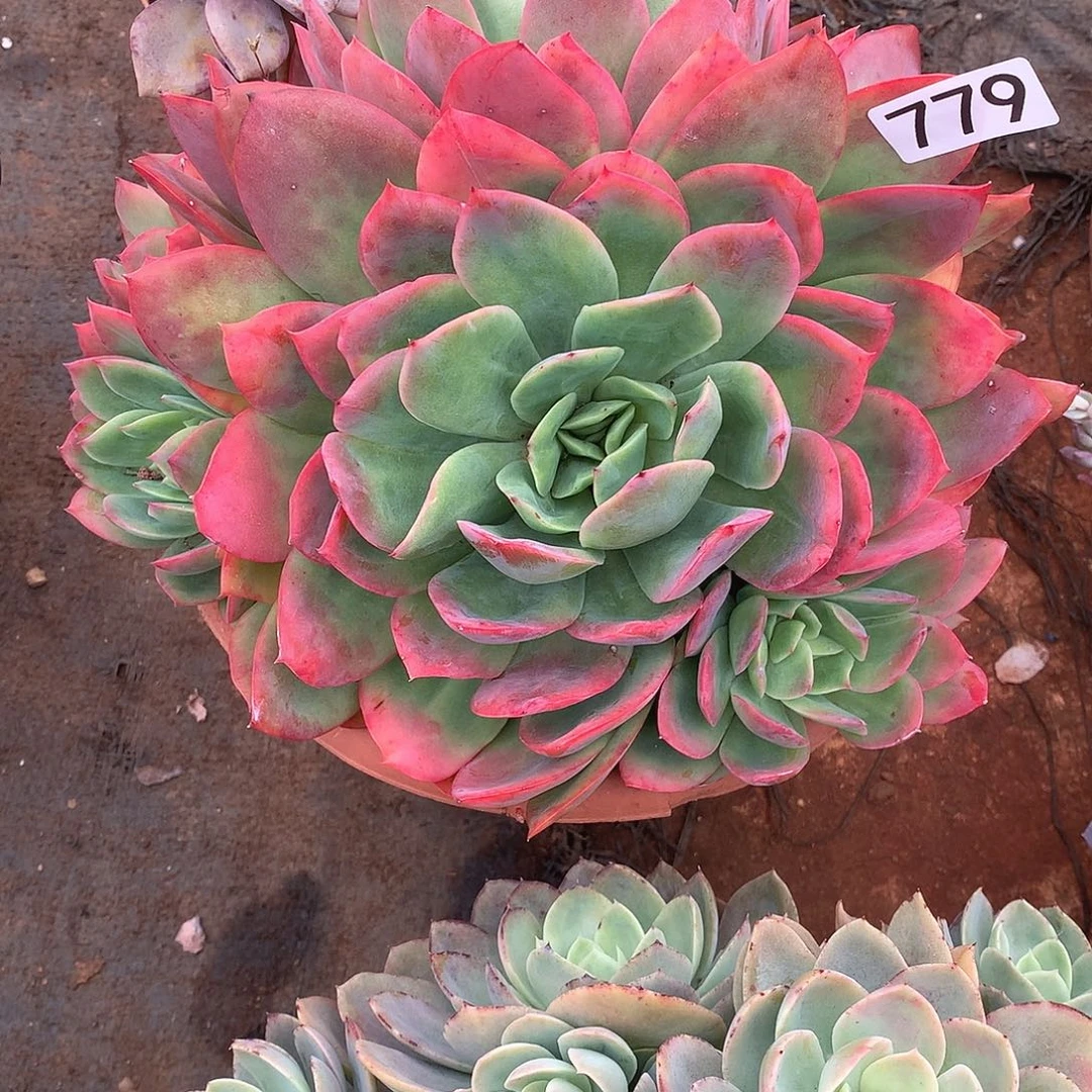 779绮罗一物一拍多肉