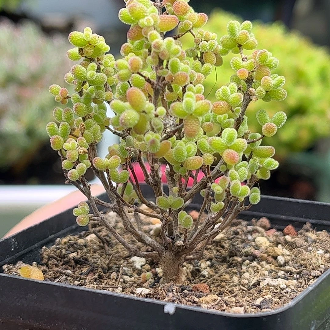 11蜜桔糖球优选枝干