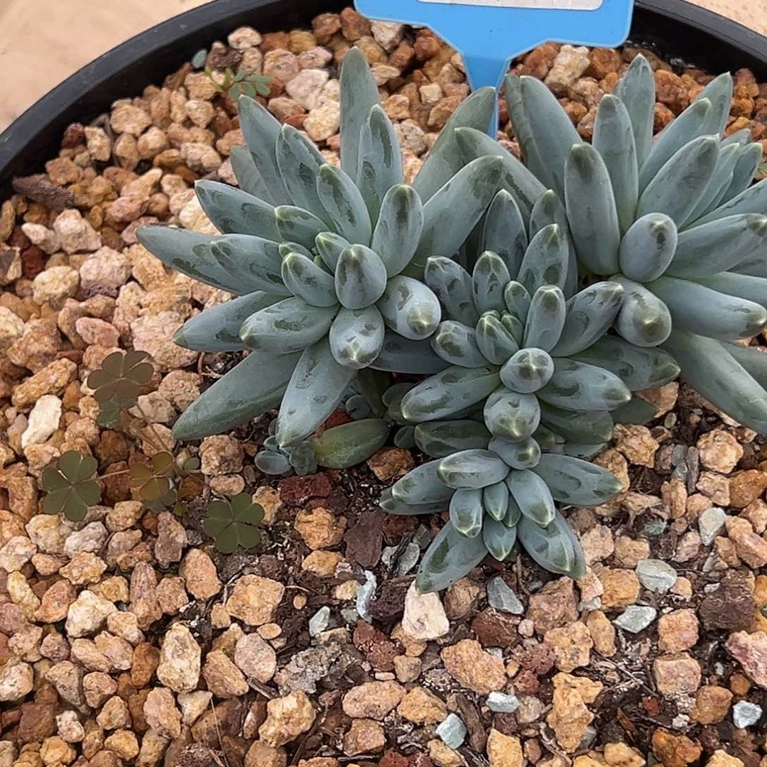 秀****）姜子牙多肉植物040