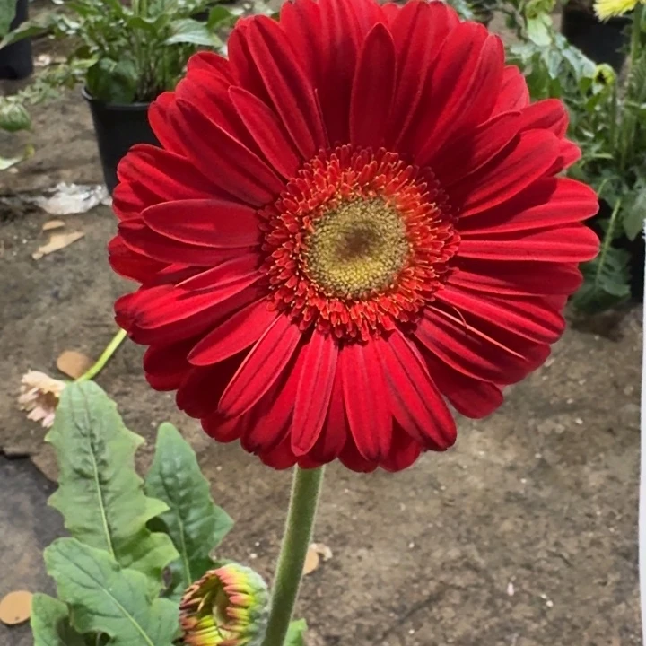 原盆原土一加仑非洲菊法兰西