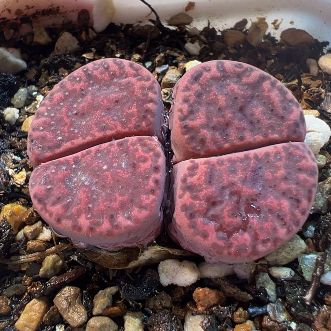 712多肉植物种类多样