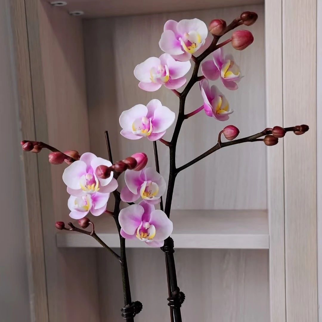 【小梅花】精品蝴蝶兰花室内阳台办公室高端花卉绿植盆栽年宵