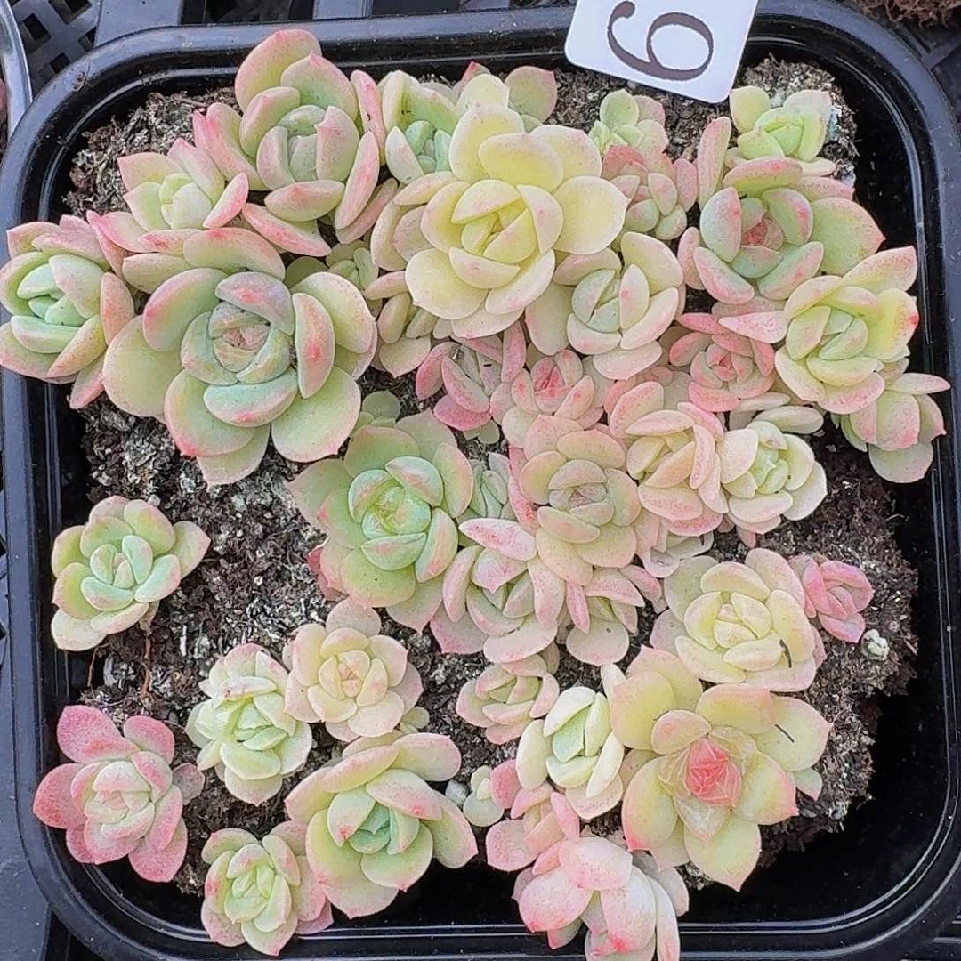 多肉植物多肉植物657