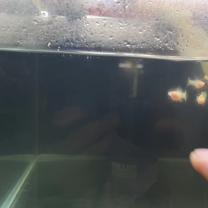 孔雀鱼8条黄金玻璃猫白子
