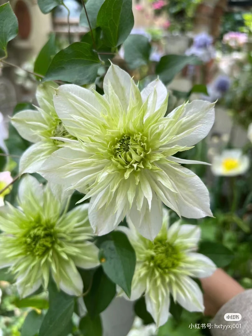 铁线莲 【华川】大道重瓣多季开花  好养活盆栽阳台庭院花卉植物