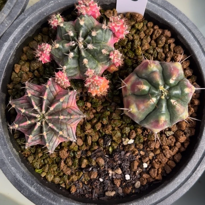 60-0209脱土发多肉