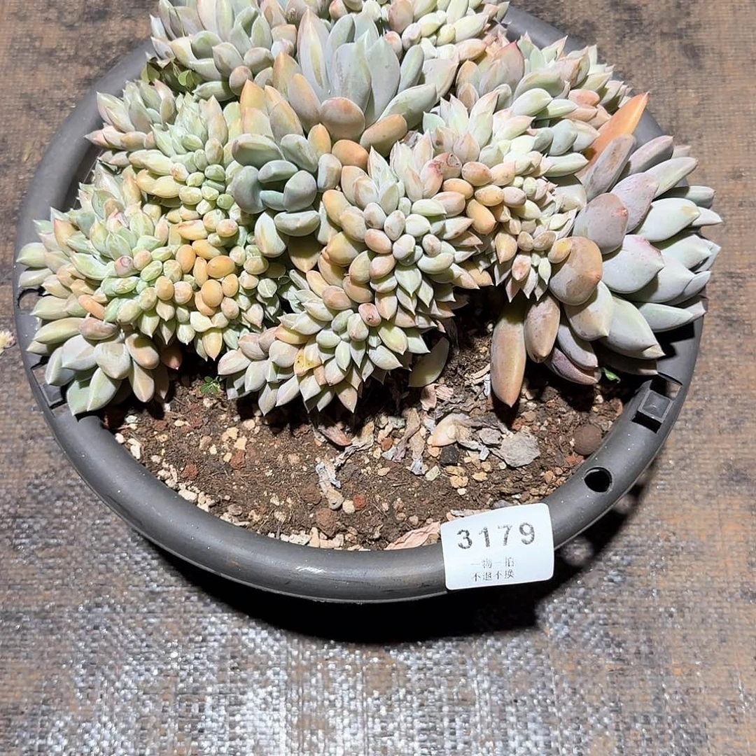 老***暖3179号胖美人缀化