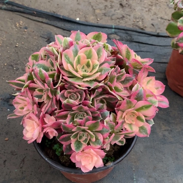 粉女巫41多肉植物法师的