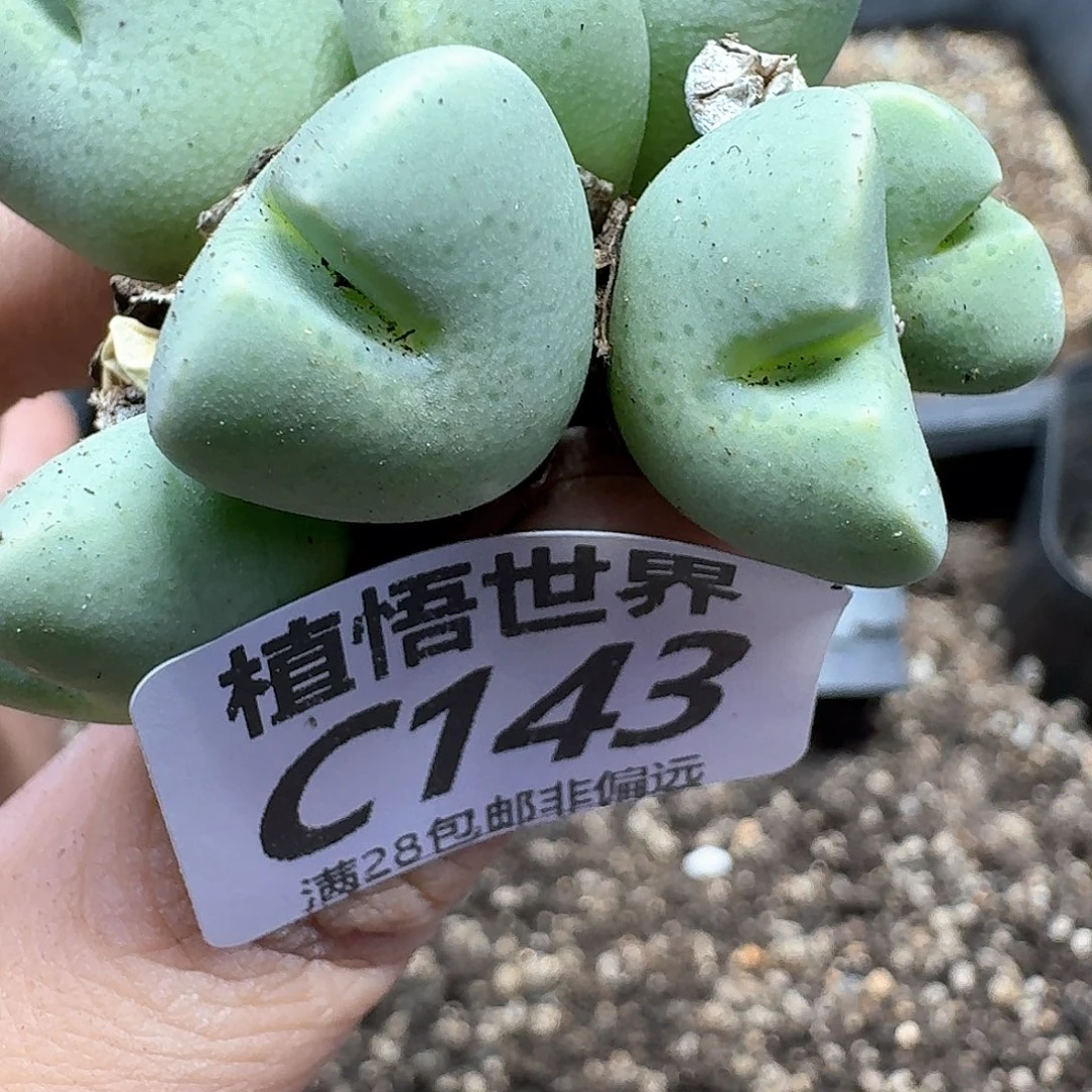 多肉植物的是fghnn