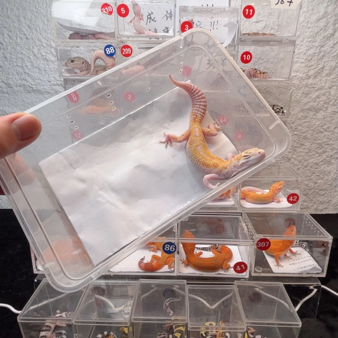 柒***⌓豹纹守宫123123123