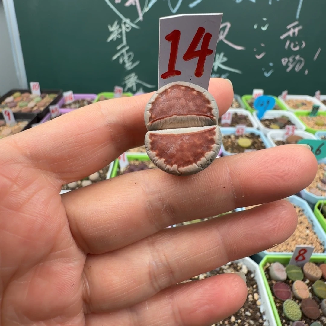 特价红窗母本脱土14