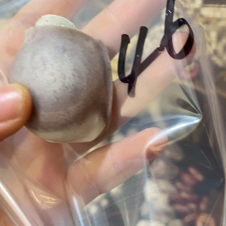 别***说无非金属鹿角鹿鹿角