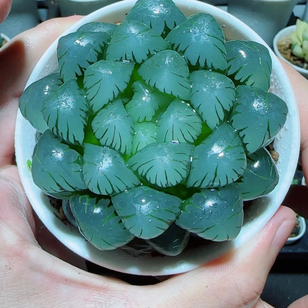 大母本冰灯多肉植物