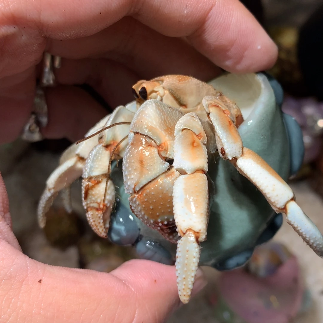 3.0 不退不换，秒拍秒付