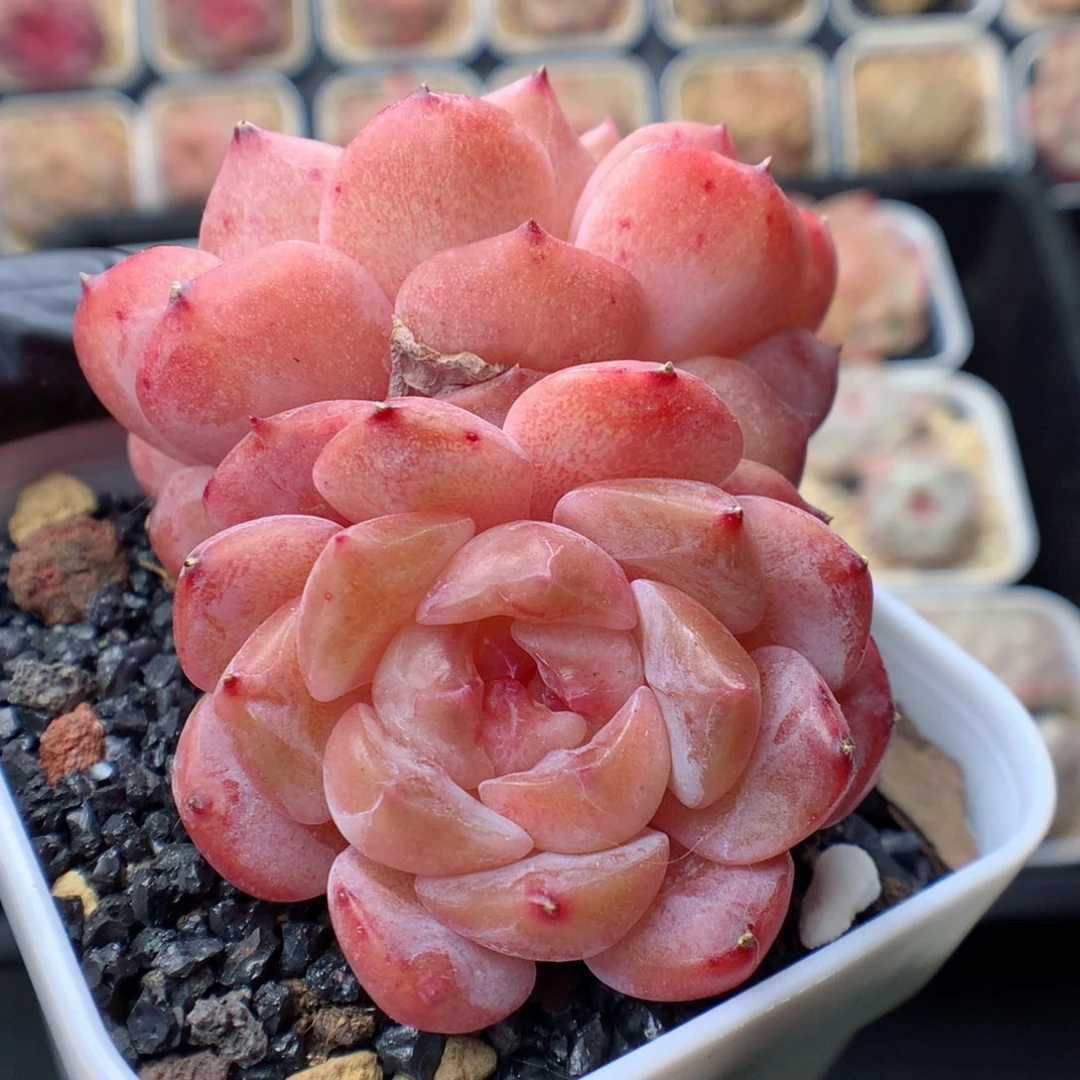 多肉植物。 糖心7