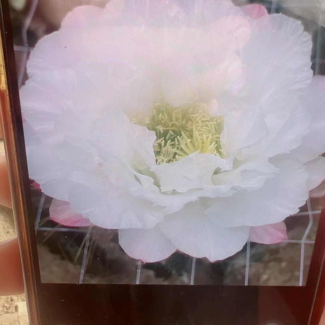 毛花柱 白牡丹 侧芽 满20包邮