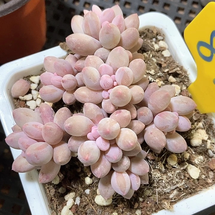 多肉植物手指892