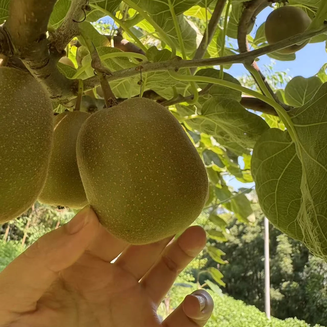 四川红心猕猴桃新鲜应季水果香甜多汁维C丰富