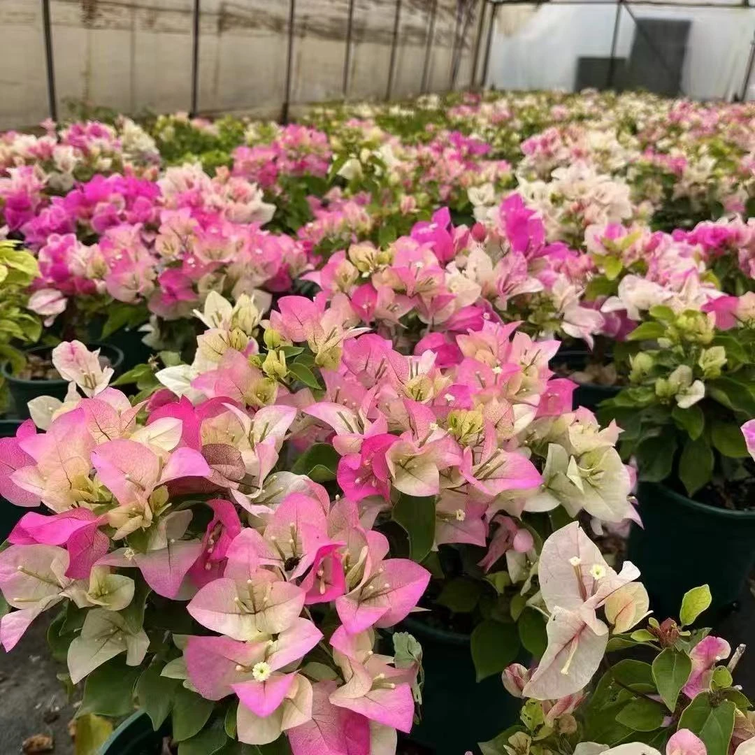 彩色三角梅种苗盆栽庭院花卉绿植（四季开花勤花品种）带花发货