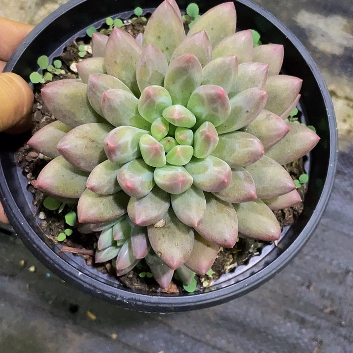 一物一拍一物一拍