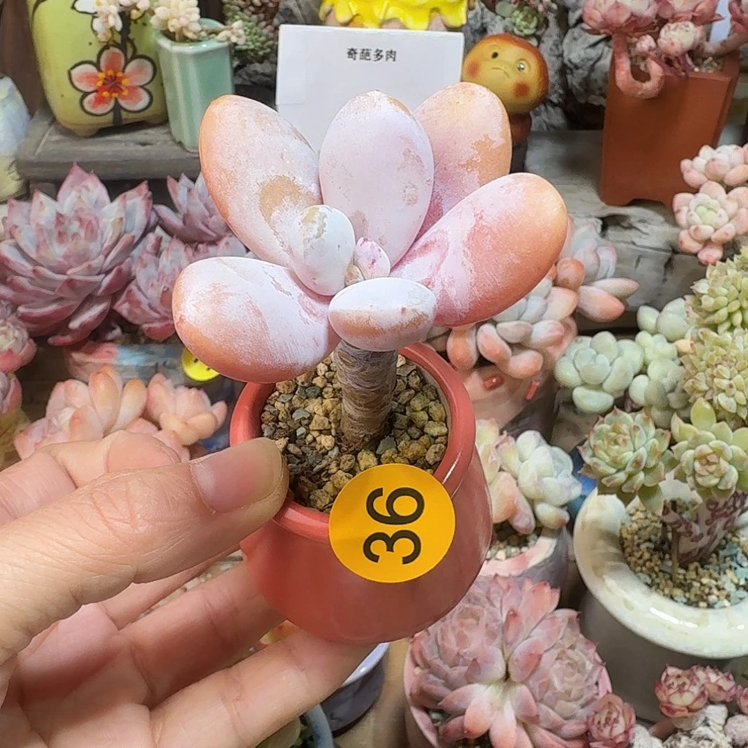 36 多肉含盆土 30元包邮非偏远