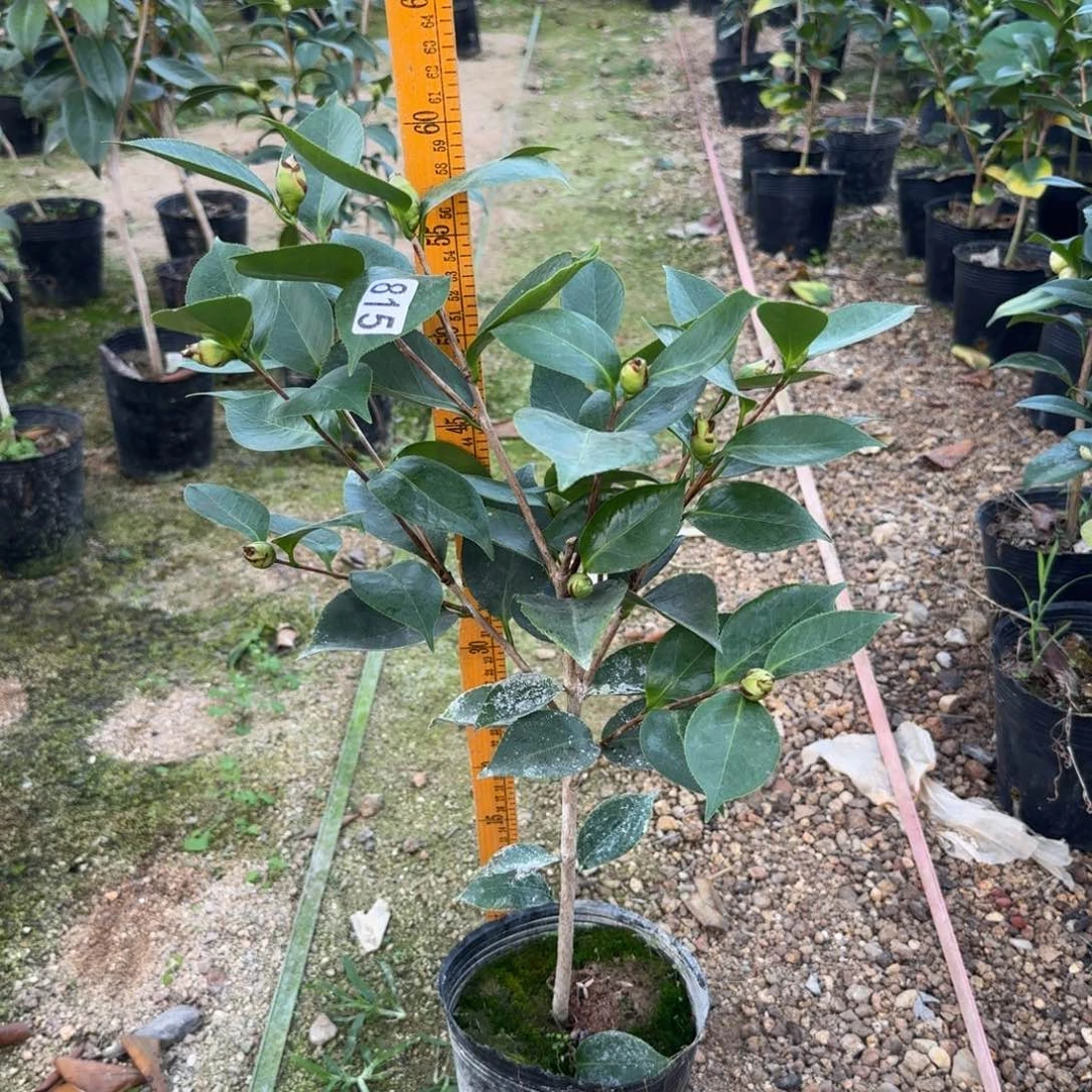 少量花朵（建议范围：2朵-5朵 或40%以下）815依莲