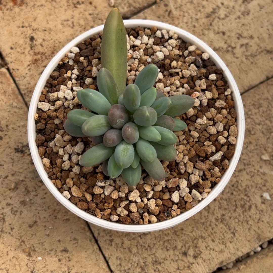 烟花。
