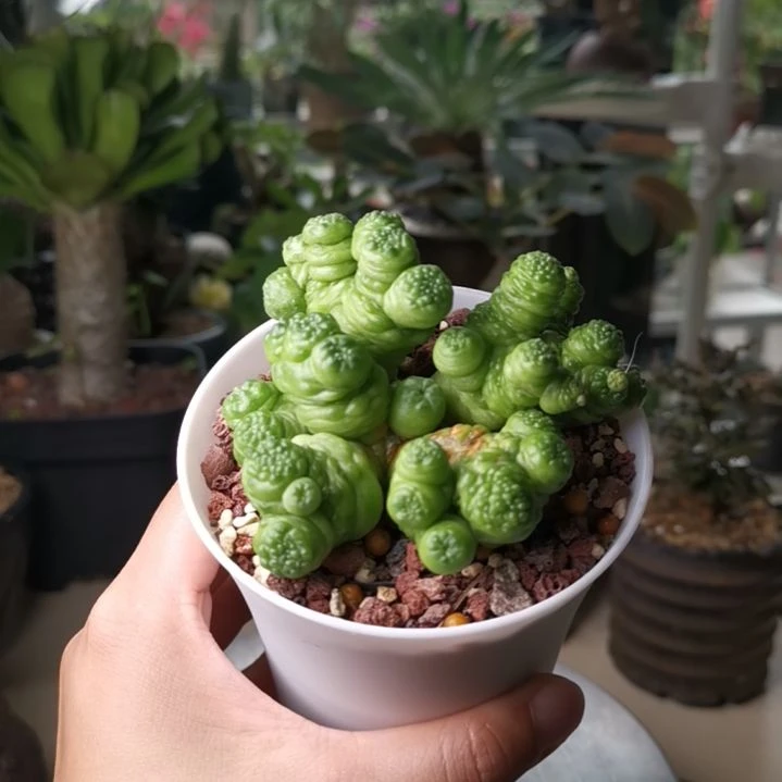 0923一点红 一物一拍
