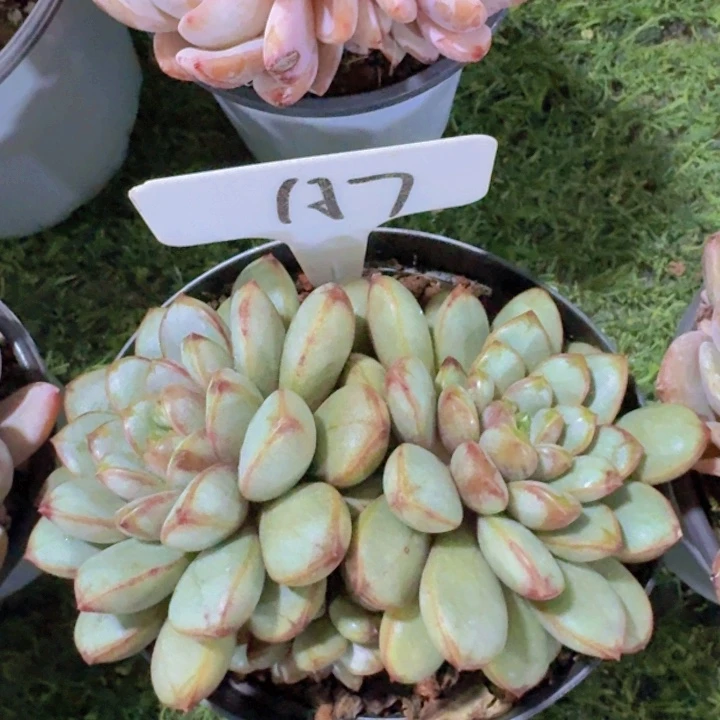 健健康康平平安安