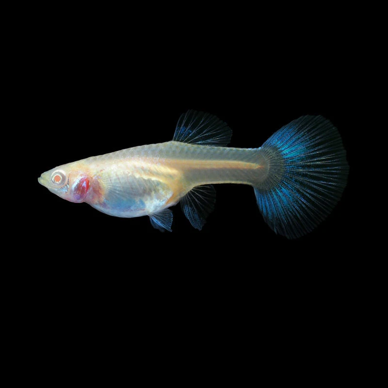 奶茶学姐孔雀鱼专用链接小型观赏鱼淡水鱼观赏鱼