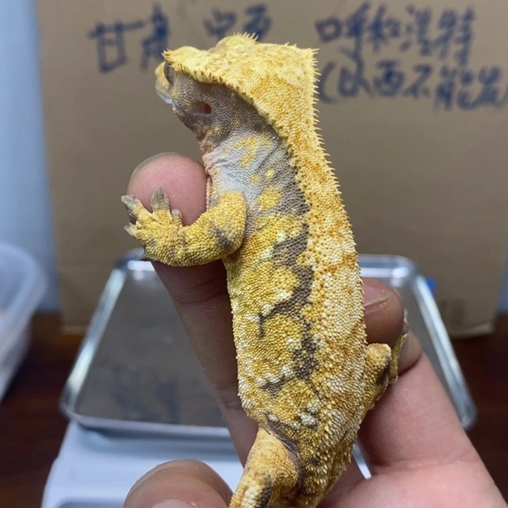 睫角守宫2025.12.11二十四