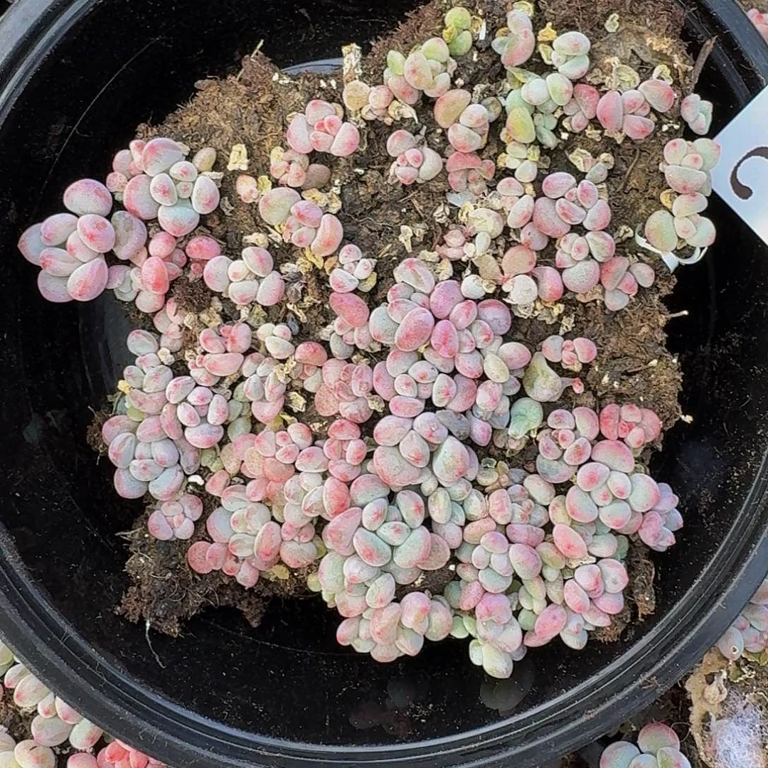 多肉植物多肉植物259