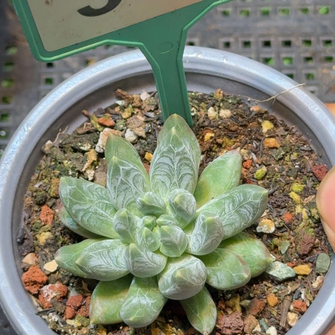 多肉植物阿迪sp381