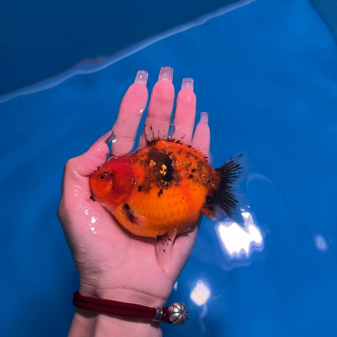 龙睛金鱼亚成红白短尾将军狮子