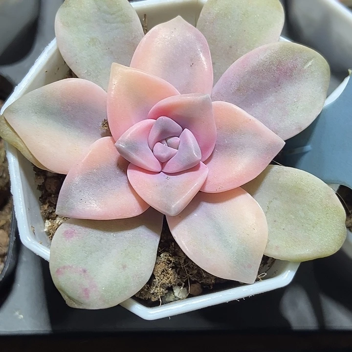 多肉植物紫乐锦511多肉