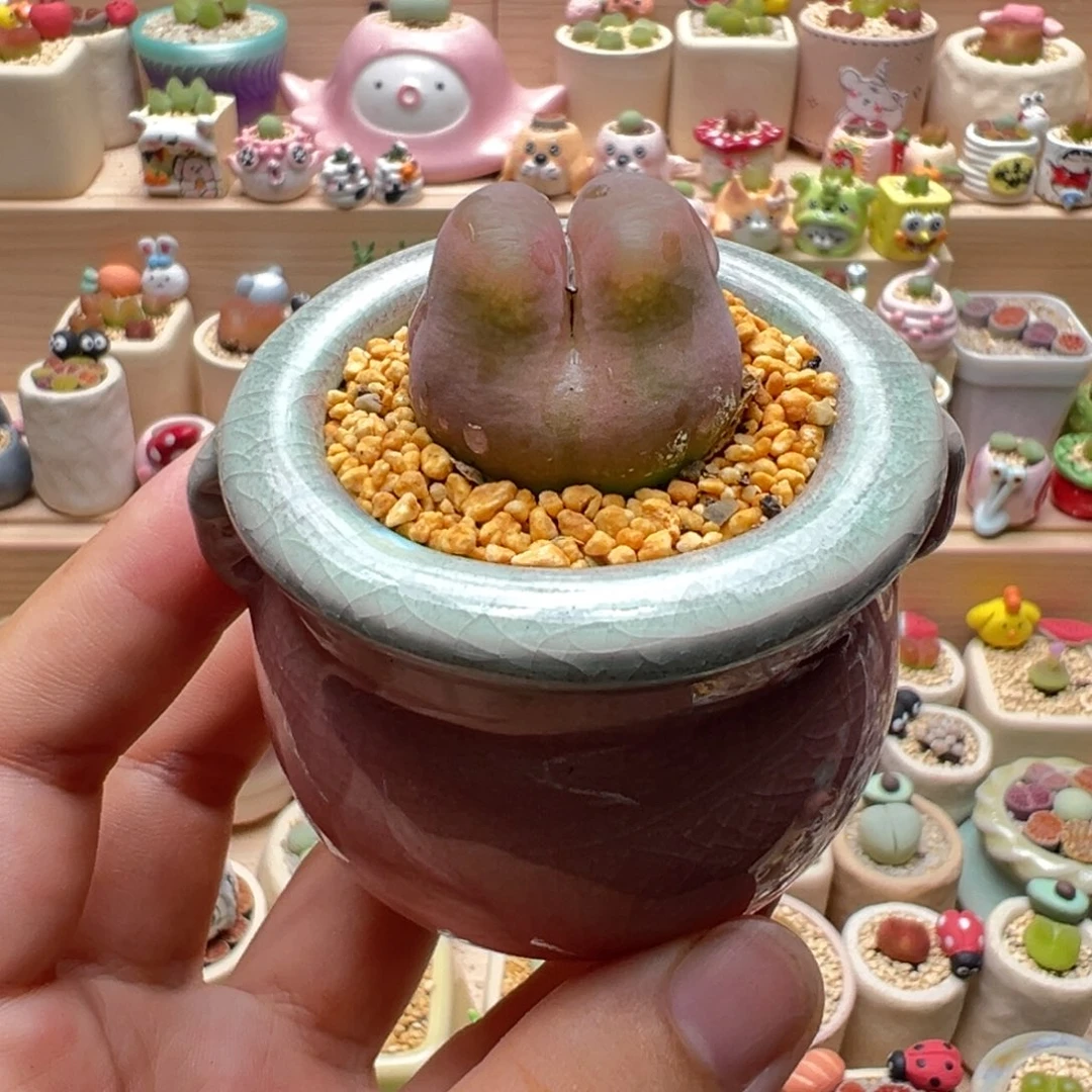 多肉植物123号粉色毛