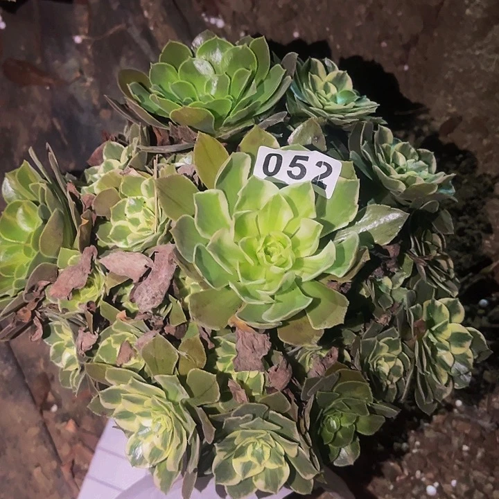 052男神多肉植物不售后