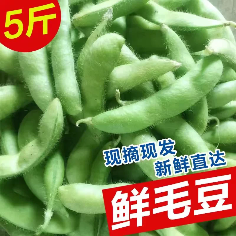 苏北新鲜带壳毛豆农家自种现摘鲜嫩可口露天蔬菜