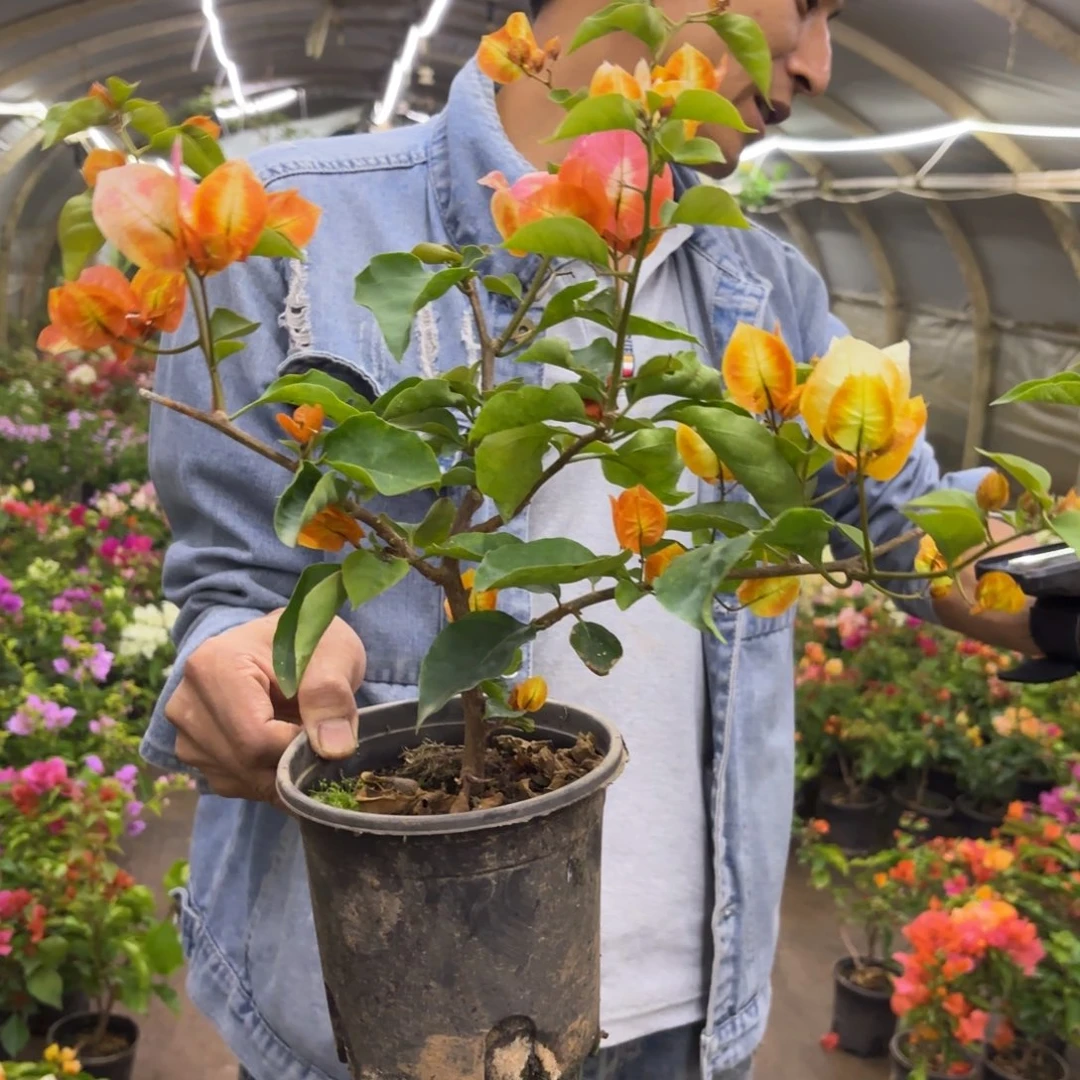 完全开放（凤凰）三角梅会落花落叶会光杆苗有大有小