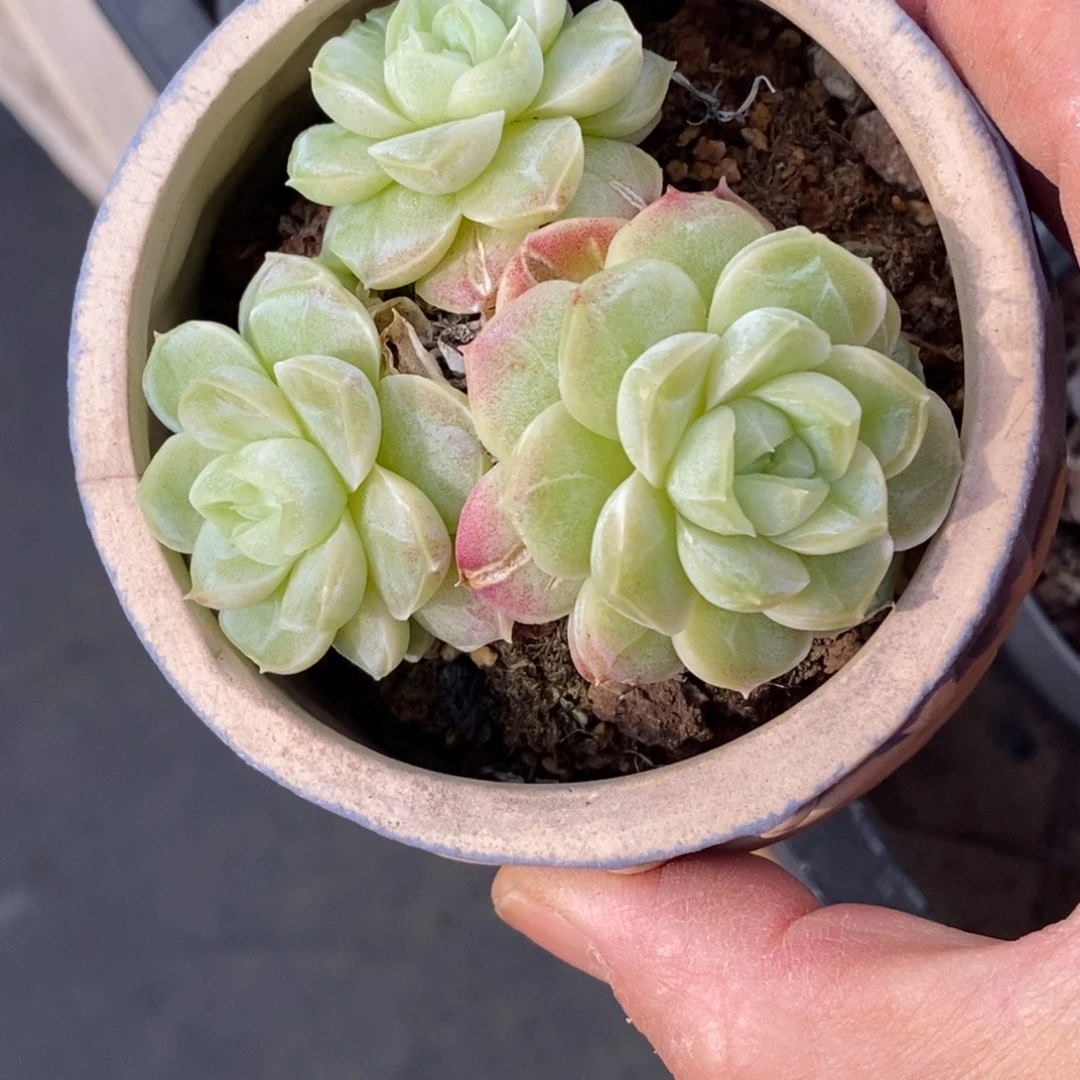 精品多肉一物一拍不包整230