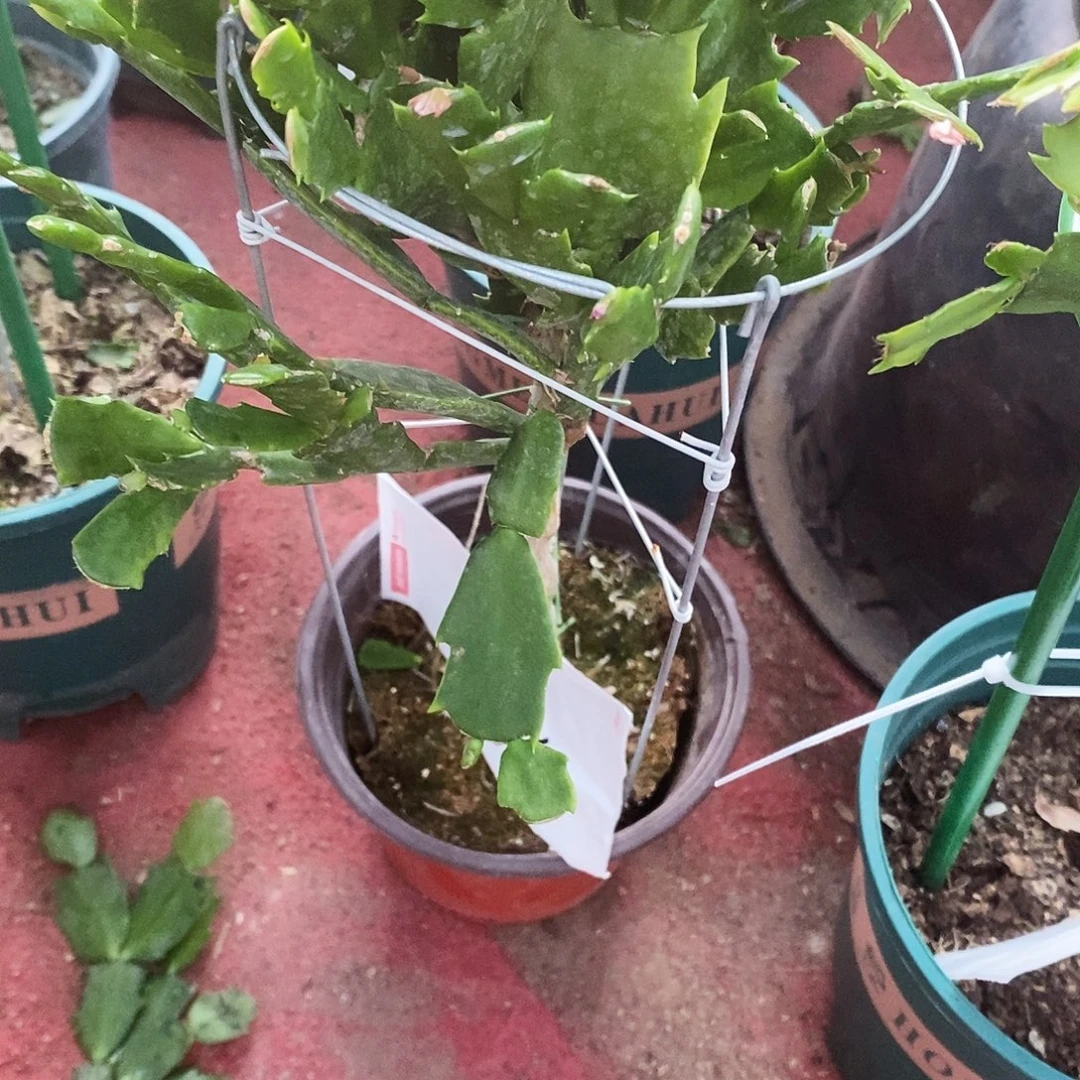 卢***无花朵福利款双色